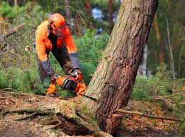 Best Lawn Disease Treatment  in Bayport, NY